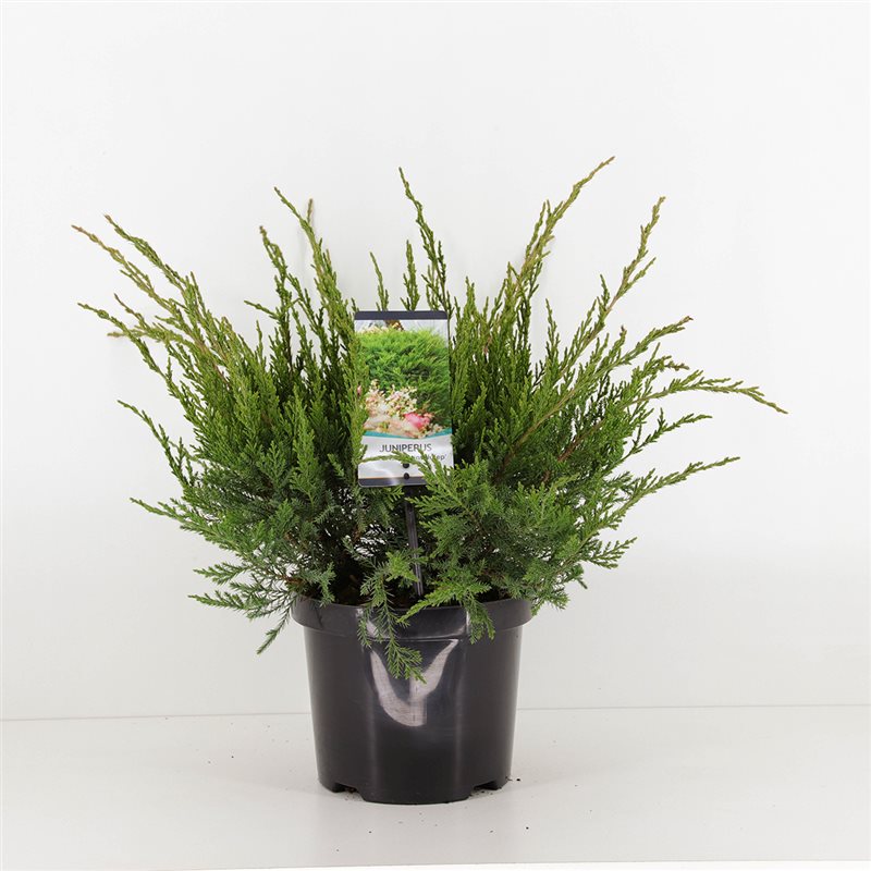 Можжевельник средний Минт Джулеп